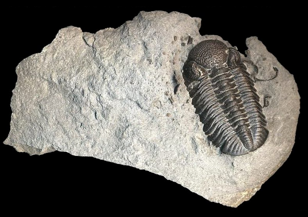 An Eldgredgeops trilobite found at the Penn Dixie Education Center